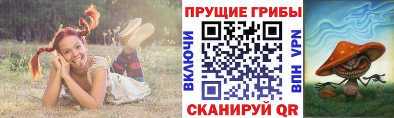 Псилоцибиновые грибы Psilocybe  Лахденпохья 